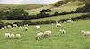 Sheep grazing in meadow