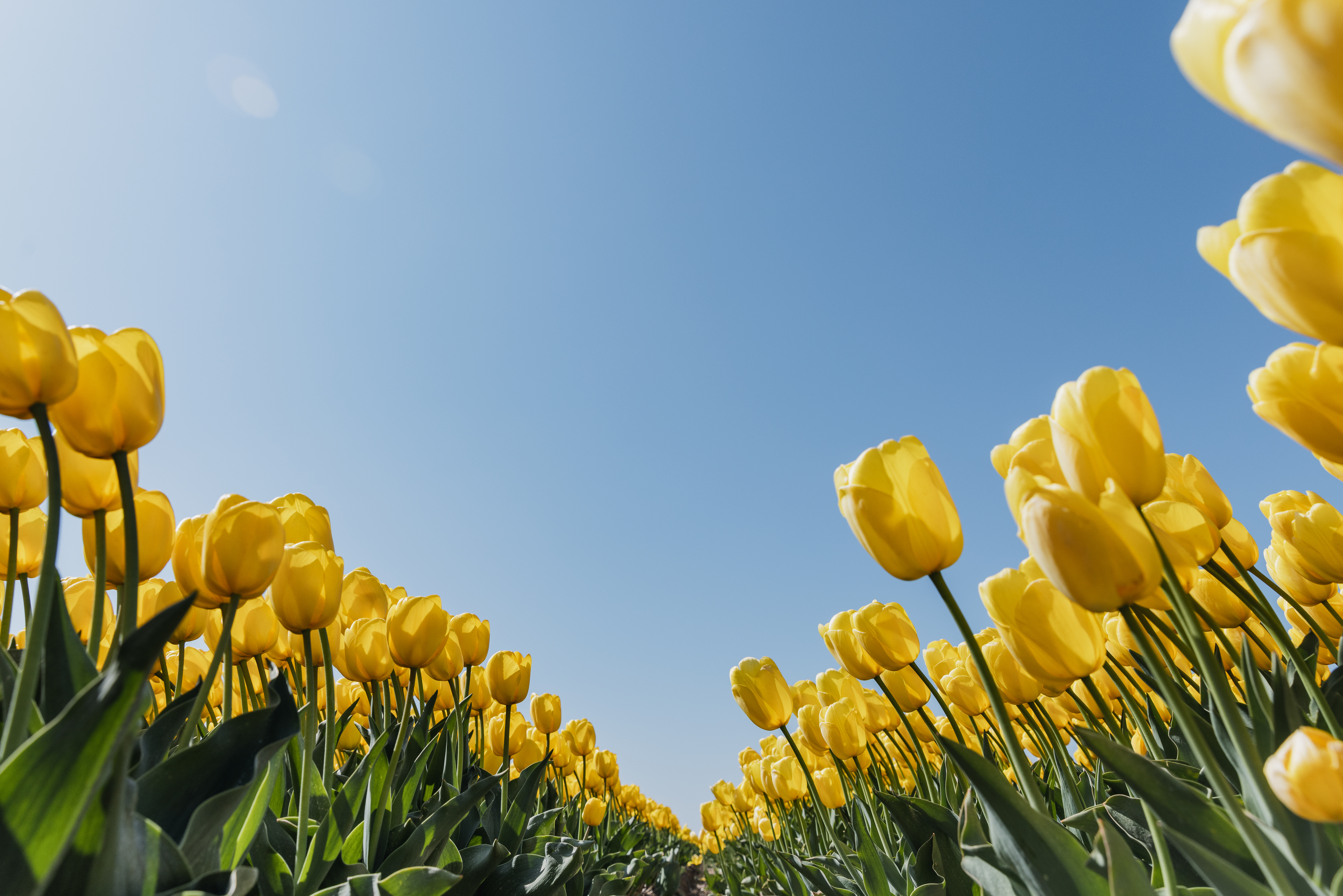 A low-angle view through rows of bright yellow tulips under a clear blue sky.