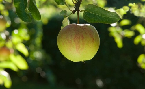 Crop of apple hanging from a tree