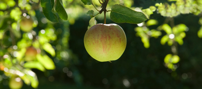 Banner of apple hanging from a tree
