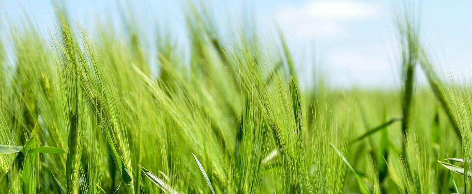 Barley field in sunshine