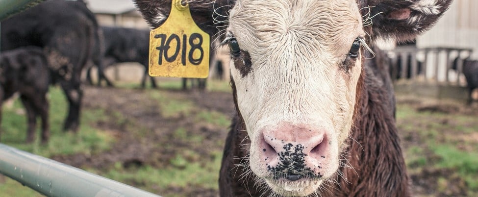 Calf in a pen