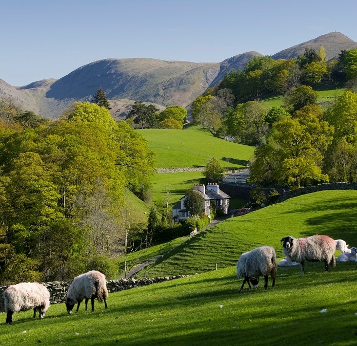 sheep in a rural setting with a house and mountains in the background