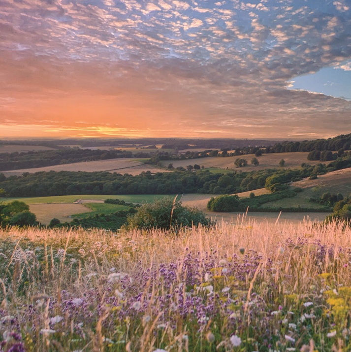 Wild flowers in the foreground with rolling fields leading into an orange sunrise in the background