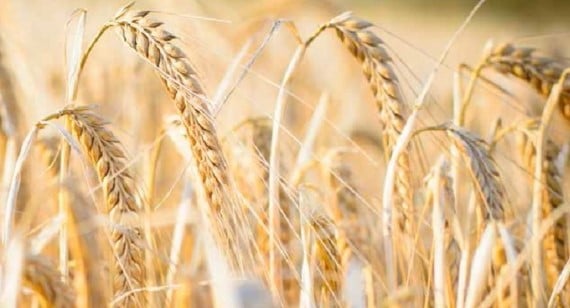 Wheat in crop field
