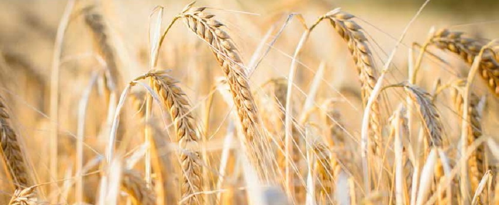 Wheat in crop field