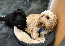 Pepsi & Murphy