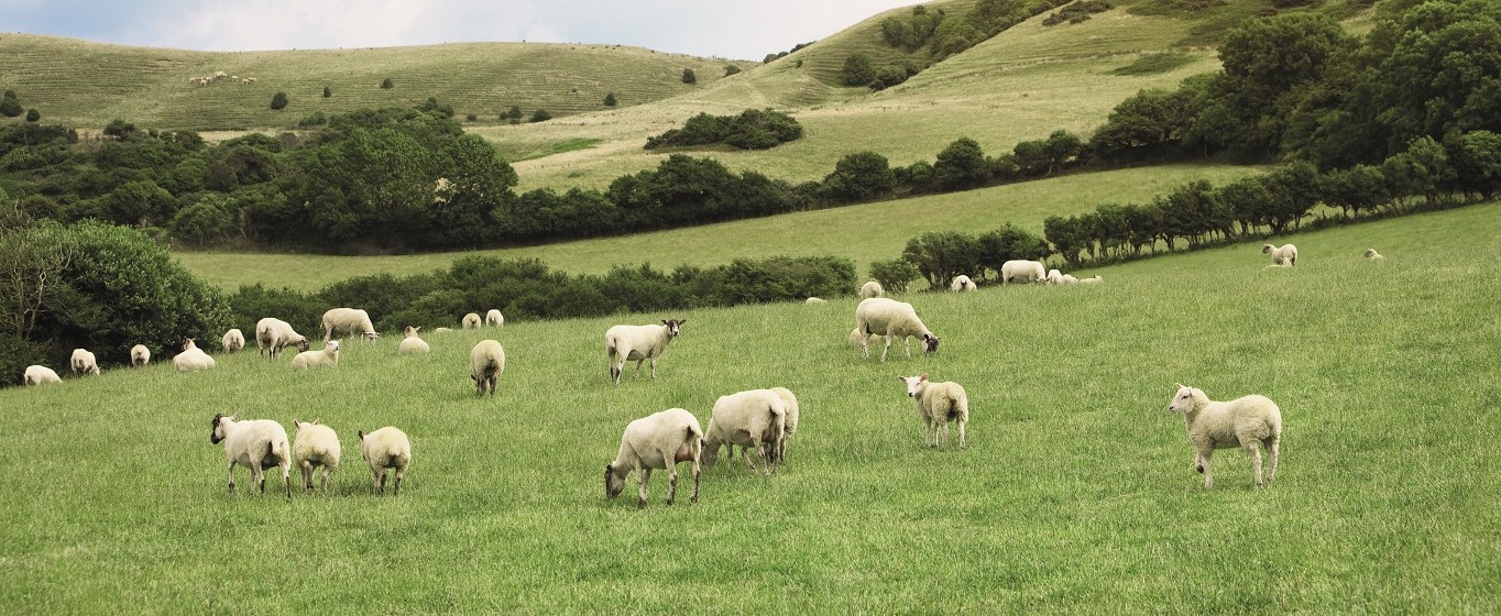 Sheep grazing in meadow