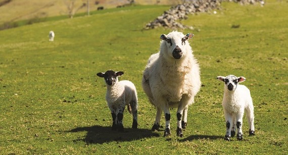 ewe and lambs in a field thumbnail