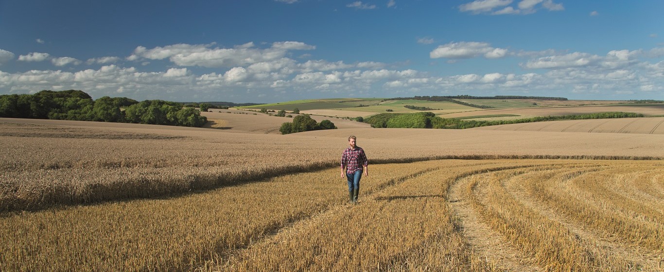 farmer walking in a wheat field