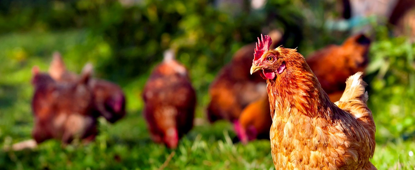 chickens free ranging in a field