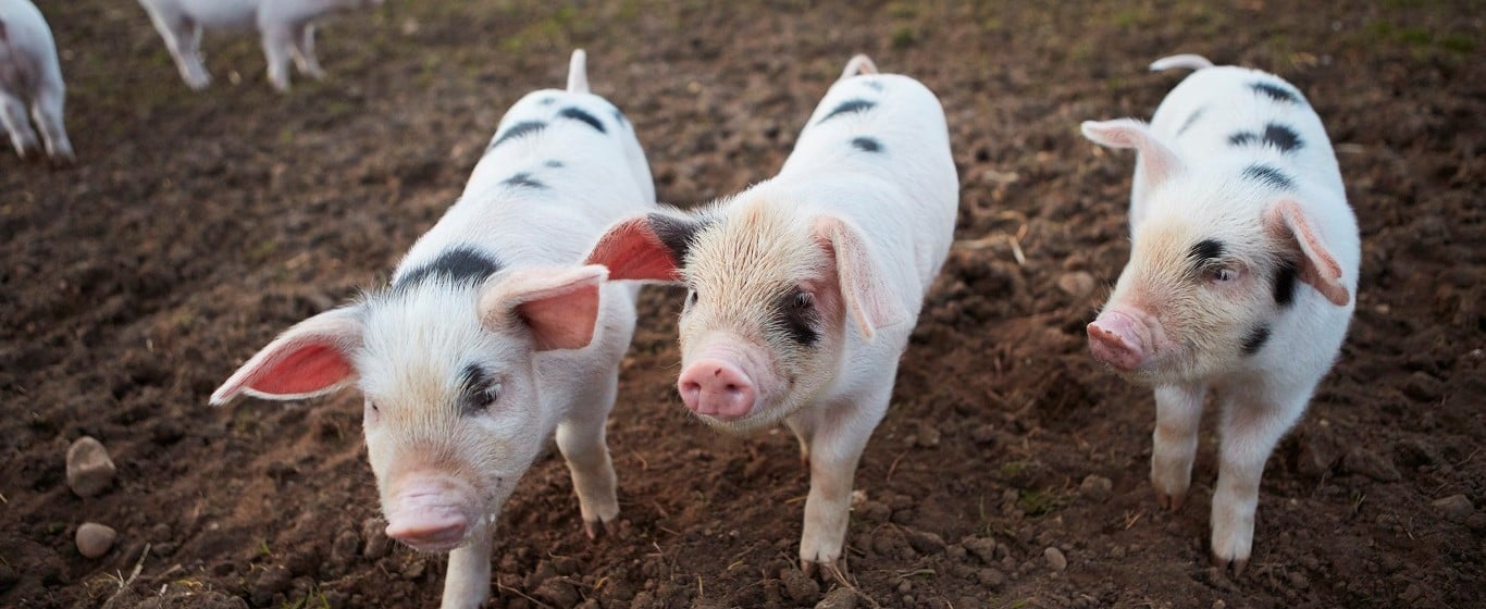 three piglets in a field