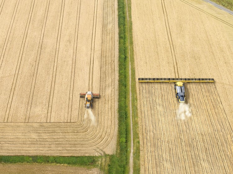 Combine harvesters in wheat field