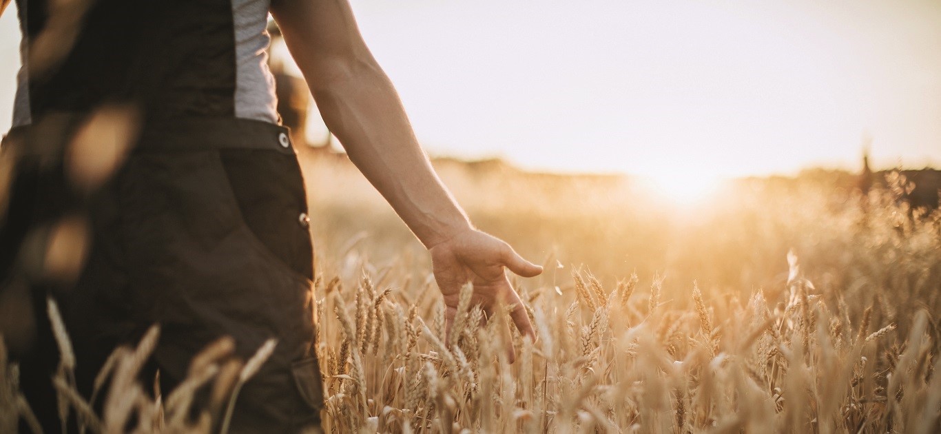 young farmer touching the harvest