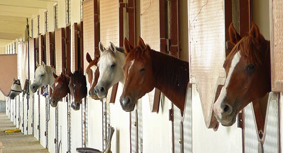 Buying a Horse Tips &amp; Advice NFU Mutual