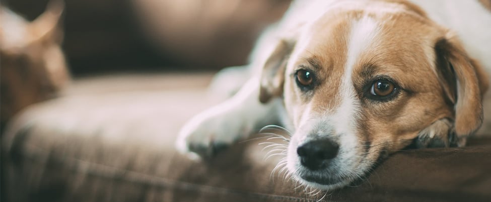 Brown and white dog lying on sofa looking into the camera