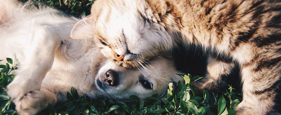 White dog and striped cat