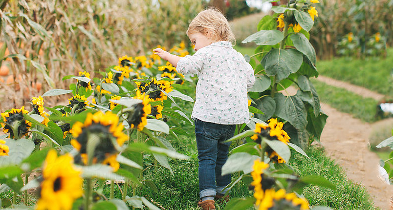 A toddler walking through a field of sunflowers