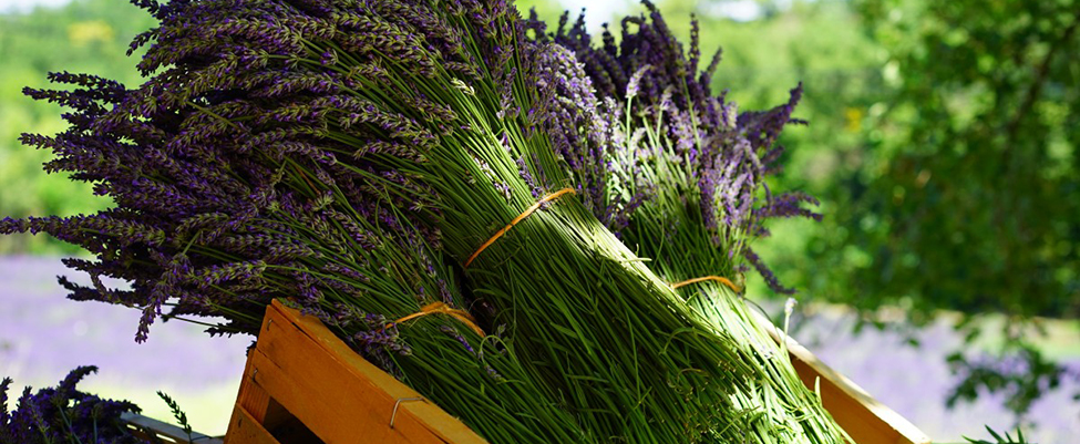 Bunches of freshly harvested lavendar sitting on a cart in the sun.