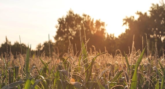 Corn field at sunset