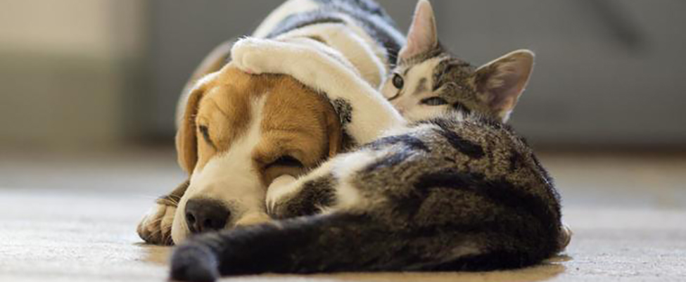 Cat cuddling dog