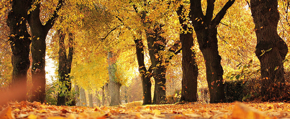 Autumn tree and leaves