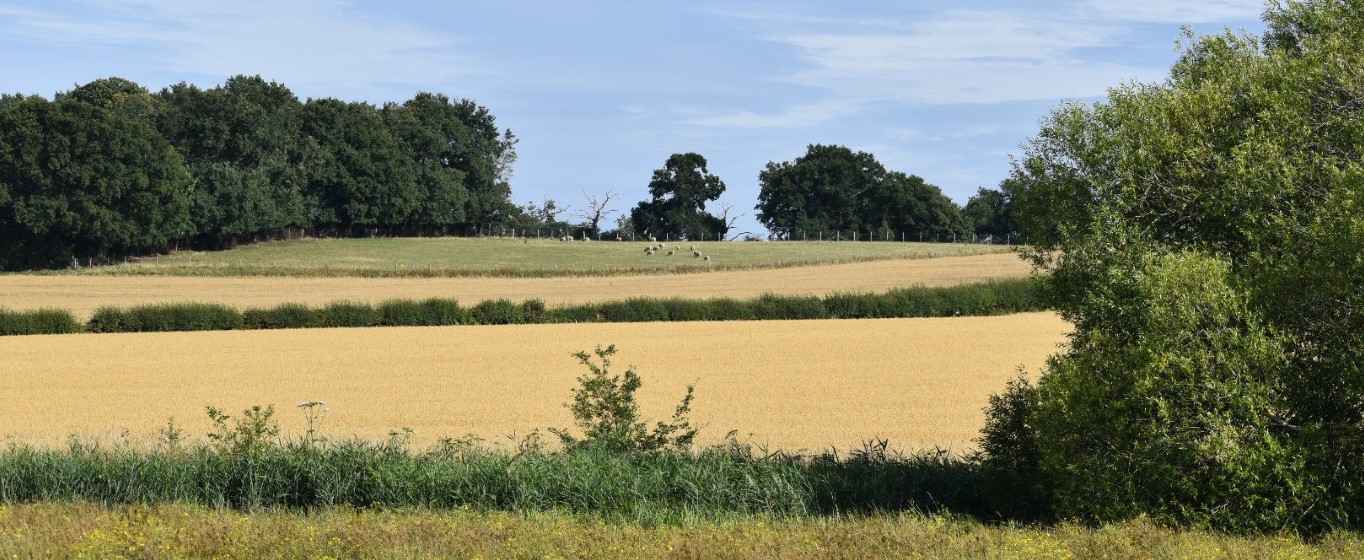 sheep in a green field